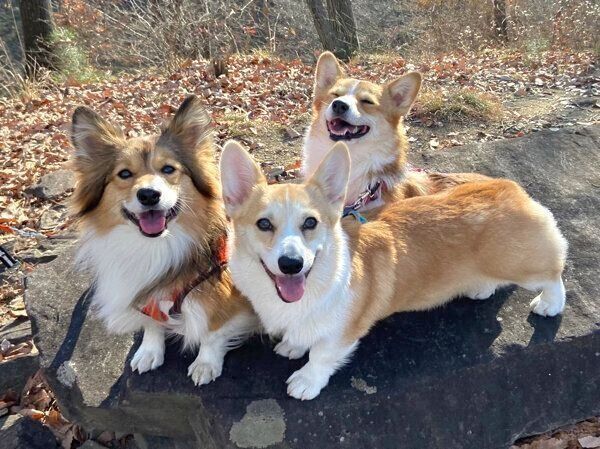 お散歩を楽しむ3頭