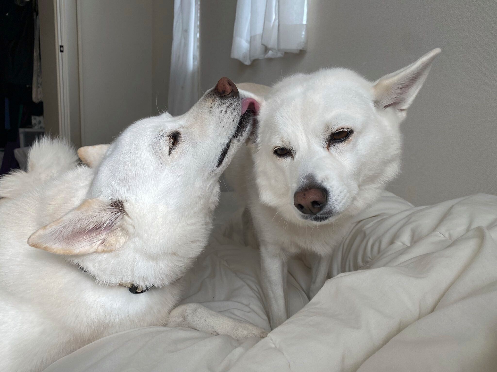 じゃれ合う蘭ちゃんと桜ちゃん