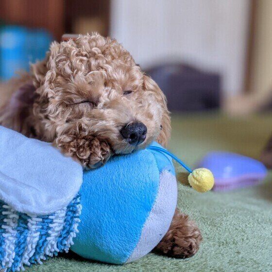 犬が疲れているかも？基本の対応と犬が休まない場合の対処法 いぬのきもち