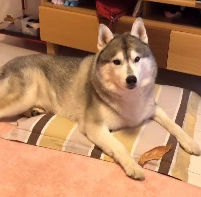 真剣なまなざしで飼い主さんを見つめています