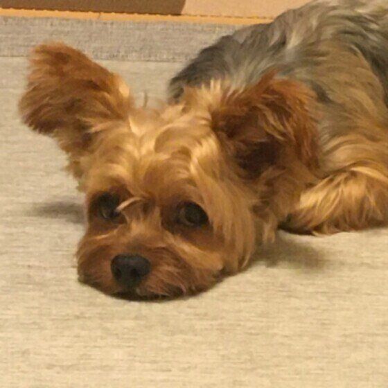 くつろぐヨークシャー・テリア