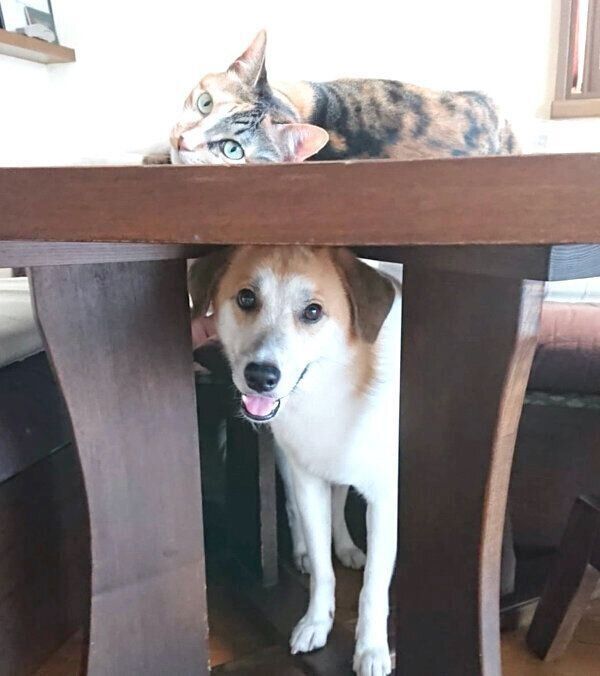 見つめるコロちゃんとチコちゃん