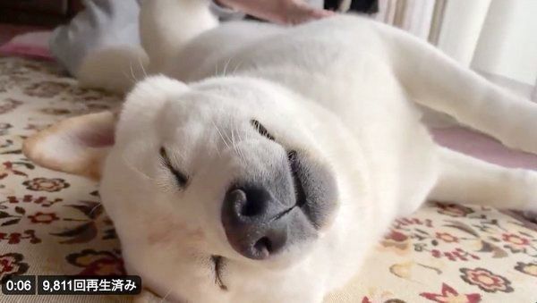 寝転がるはるちゃん