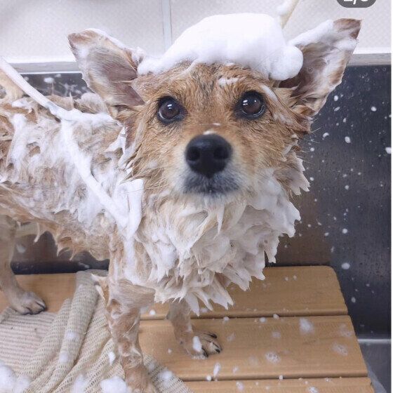 寒い季節に自宅で愛犬のシャンプーをするときの注意点とは？ いぬのきもち