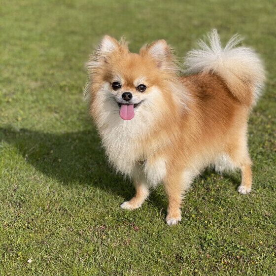 いつも元気イッパイのもみじちゃん