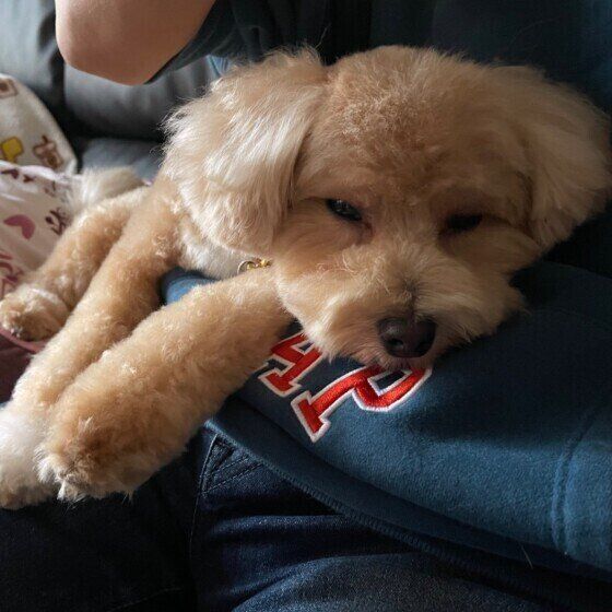 うとうとするMix犬