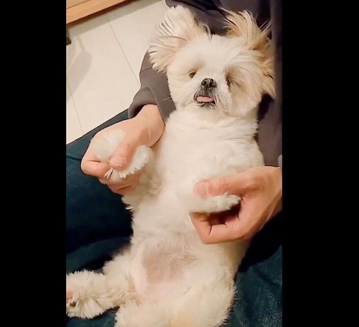 マッサージしてもらうミカンちゃん