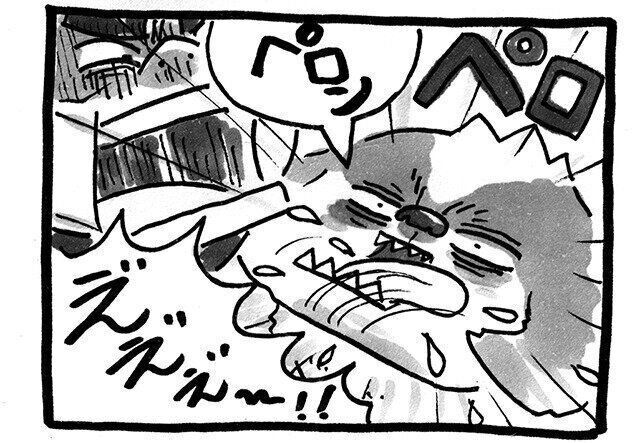 連載「シーズー犬のてんぽ」第80回