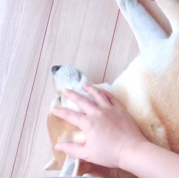 くつろぐHaluくん