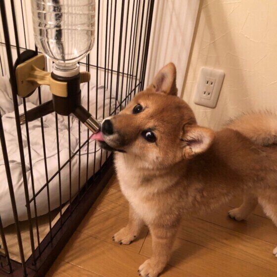 柴の小梅ちゃんの水飲み