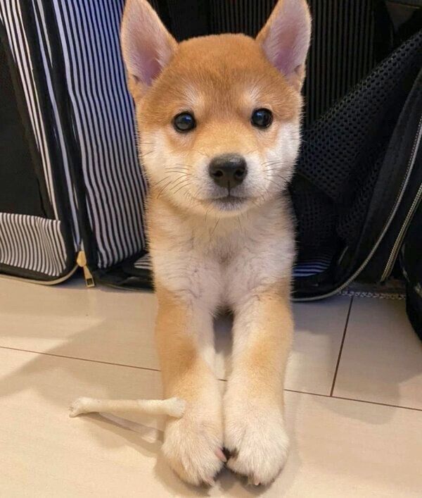 見つめるきなこちゃん