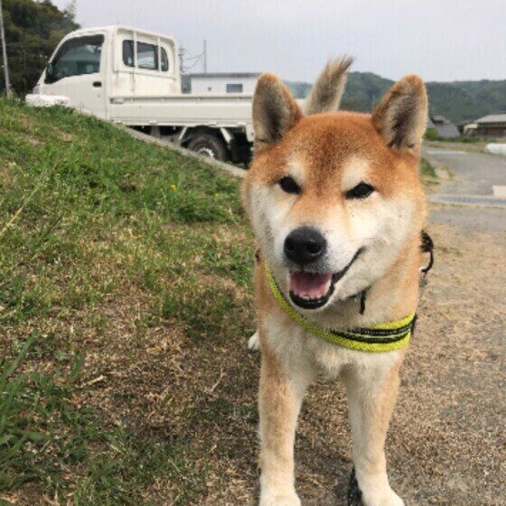 柴犬のふくちゃん