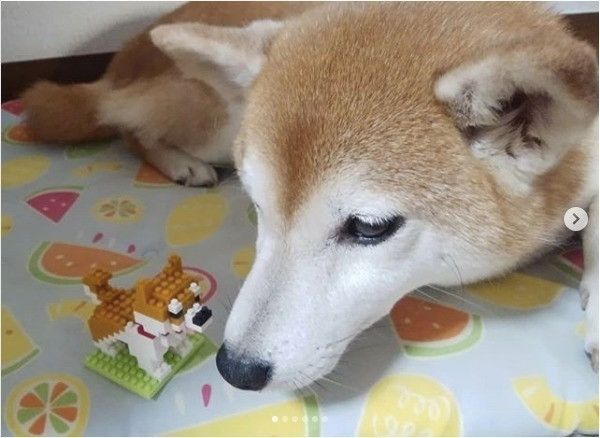 ワンコのプチブロック