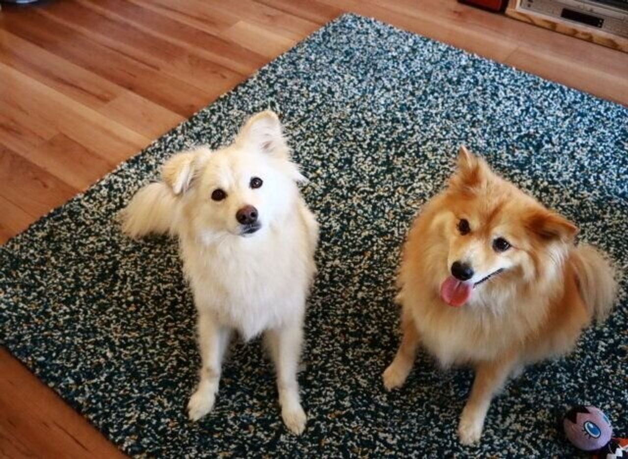 犬に対する素朴な疑問 穴澤賢の犬のはなし いぬのきもちweb Magazine 犬に対する素朴な疑問 穴澤賢の犬のはなし いぬのきもちweb Magazine