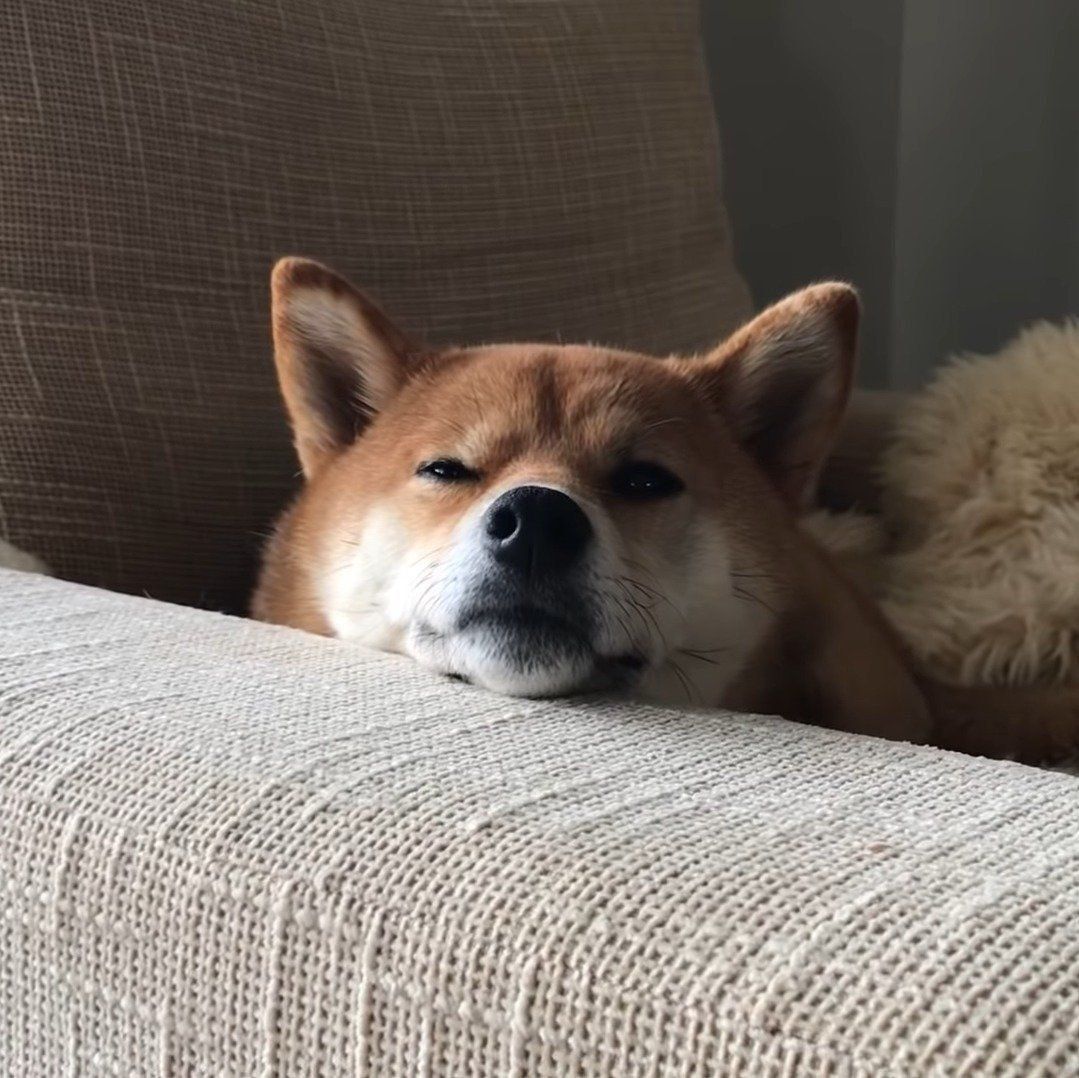 微動だにしないゆきちゃん