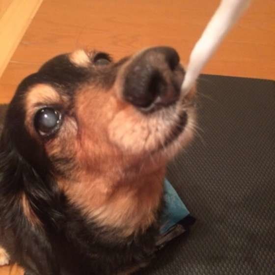 【犬の介護Q&A】シニア犬の食事の変化とアイデア