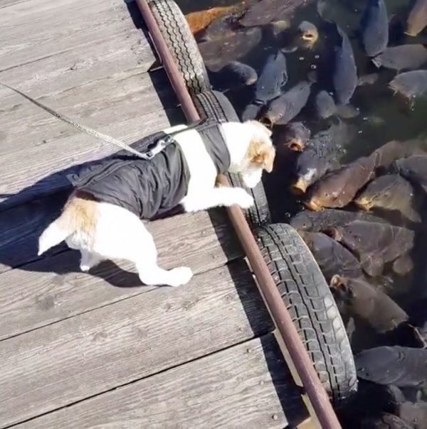 水面を覗き込むジャック・ラッセル・テリア