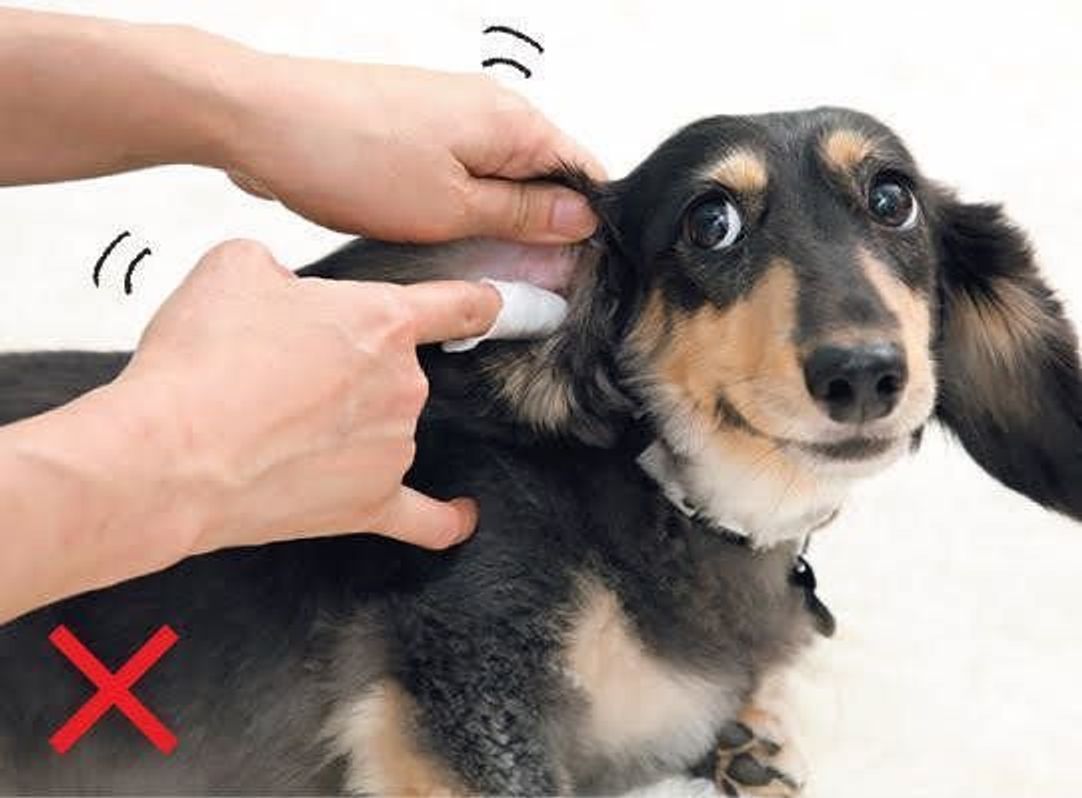 犬の耳のお手入れ 綿棒はng 正解のお手入れ方法を解説 いぬのきもちweb Magazine 犬の耳のお手入れ 綿棒はng 正解のお手入れ方法を解説 いぬのきもちweb Magazine