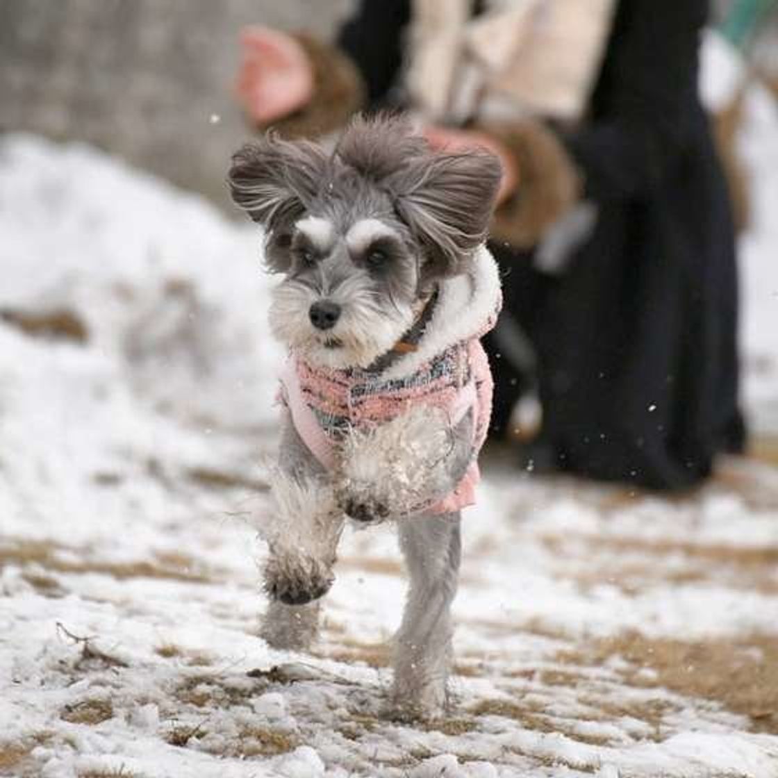 テンション上がるね 犬が雪に喜ぶ理由をかわいい写真とともに解説 いぬのきもちweb Magazine テンション上がるね 犬が雪に喜ぶ理由をかわいい写真とともに解説 いぬのきもちweb Magazine