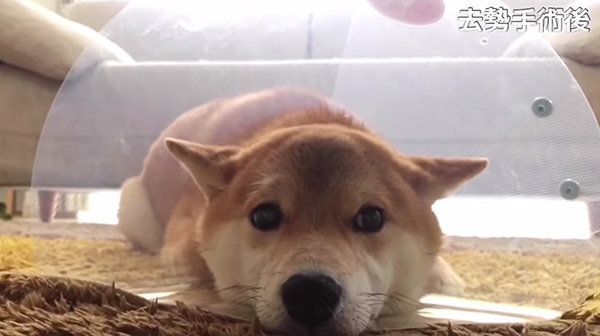 柴犬のこてつくん