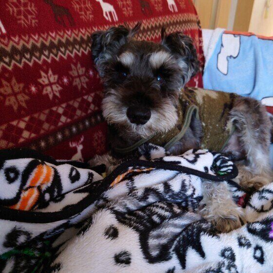 ミニチュア・シュナウザーのきらくん