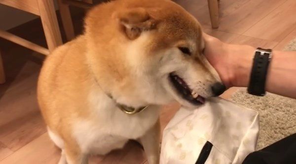 撫でてもらう柴犬