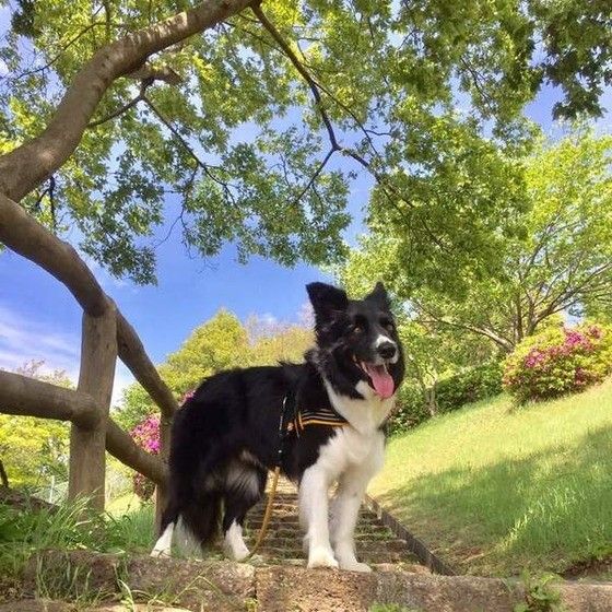 ボーダー・コリー