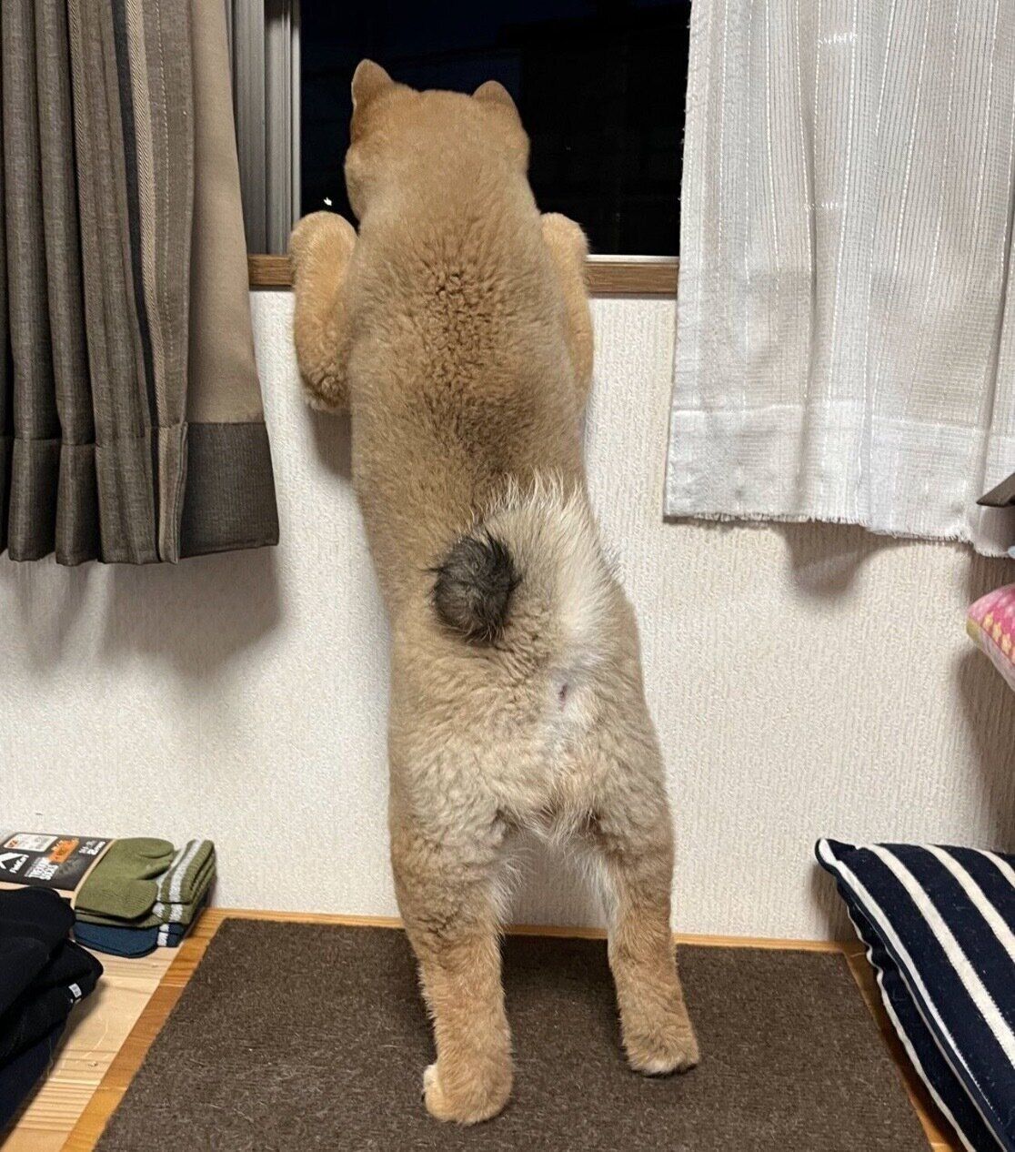 外を眺めるくまくん