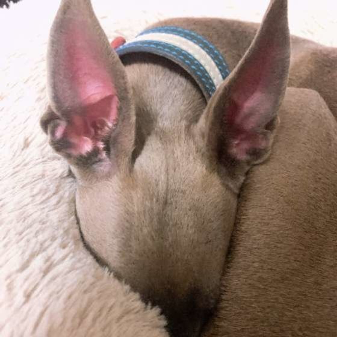犬の耳掃除 やりすぎてもよくない 適切な頻度と方法とは いぬのきもちweb Magazine 犬の耳掃除 やりすぎてもよくない 適切な頻度と方法とは いぬのきもちweb Magazine