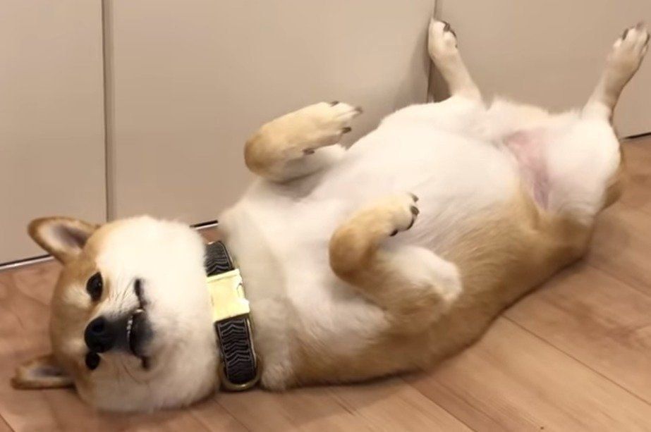 仰向けの柴犬