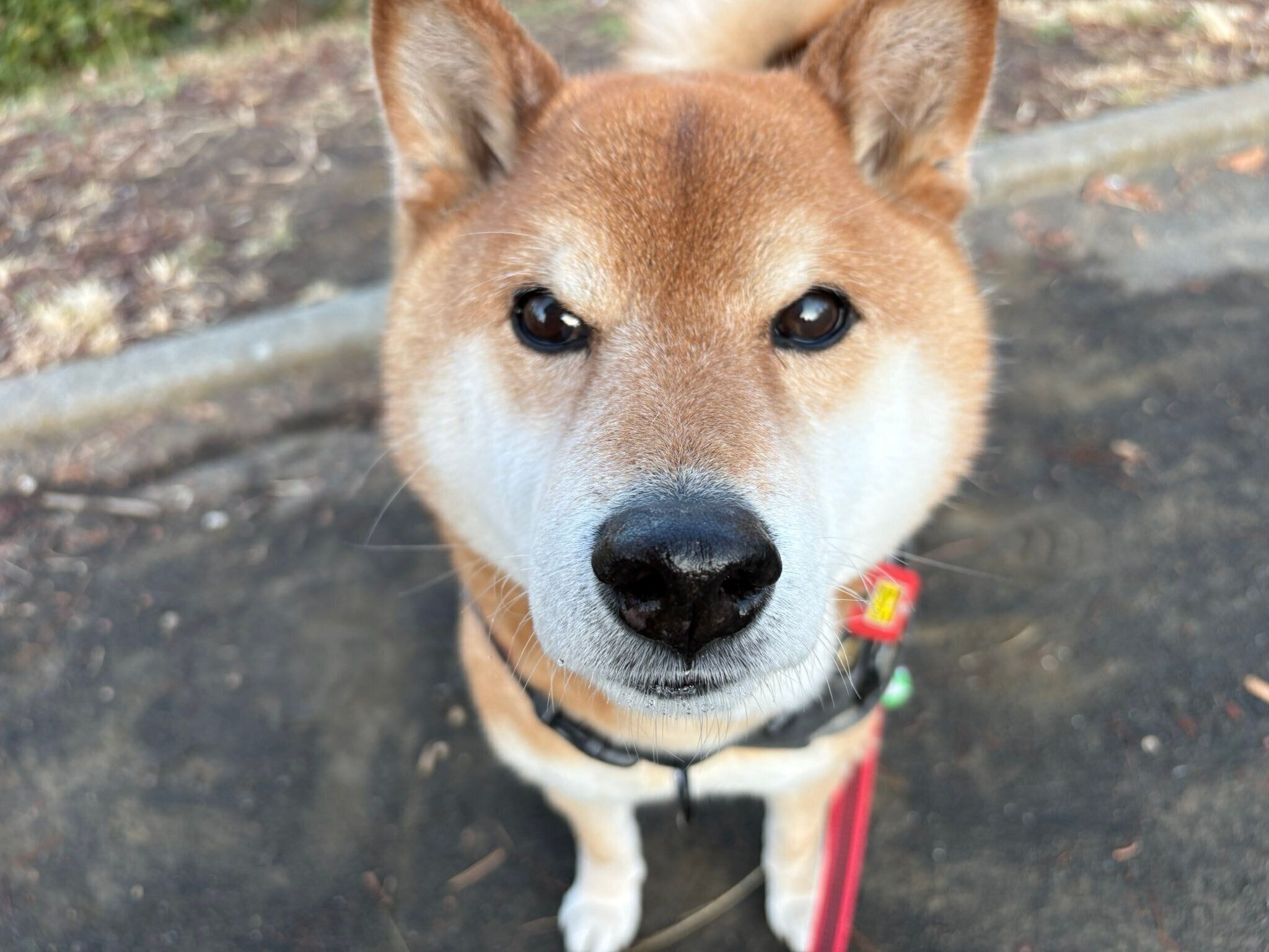 見つめる小太郎くん