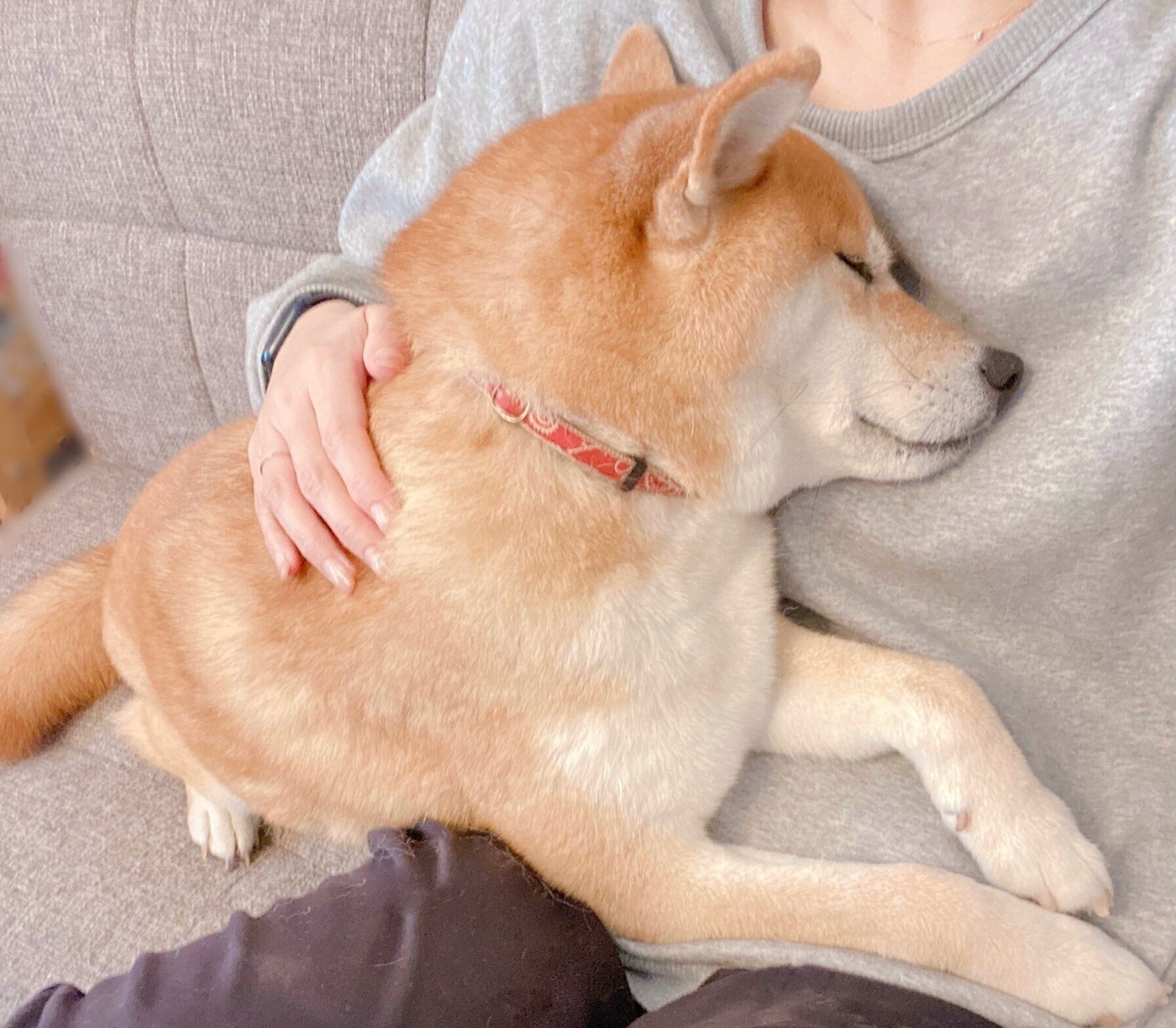 飼い主さんに甘えるむぎちゃん