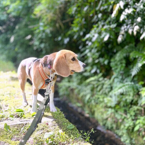 お散歩中のビーグル いぬのきもち