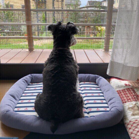 ミニチュア・シュナウザー