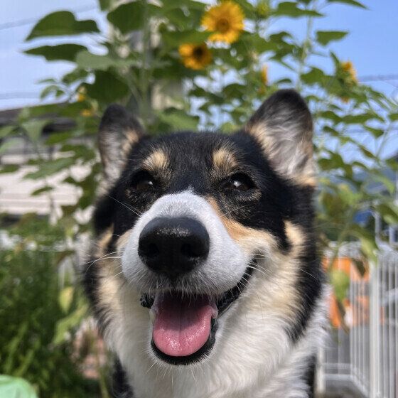 犬がセミを食べる理由と対処法 愛犬がセミを食べたらどうすればいいの？ いぬのきもち