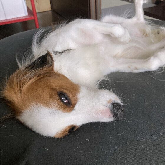 まったりするコーイケルホンディエ