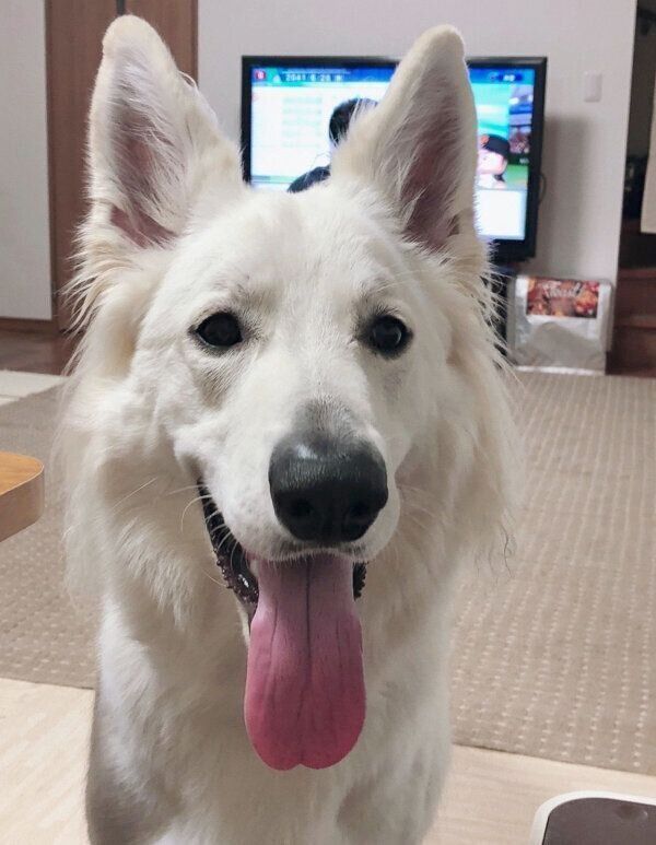 笑顔のモフちゃん