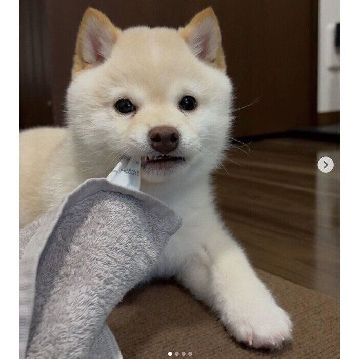 タオルで遊ぶもちおくん