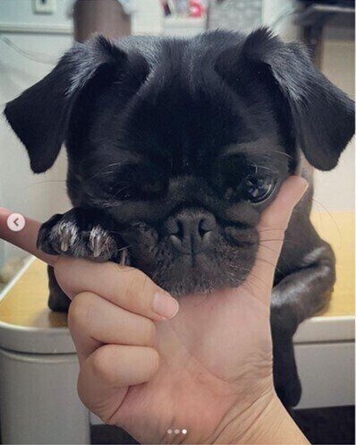 手にあごのせするパグ