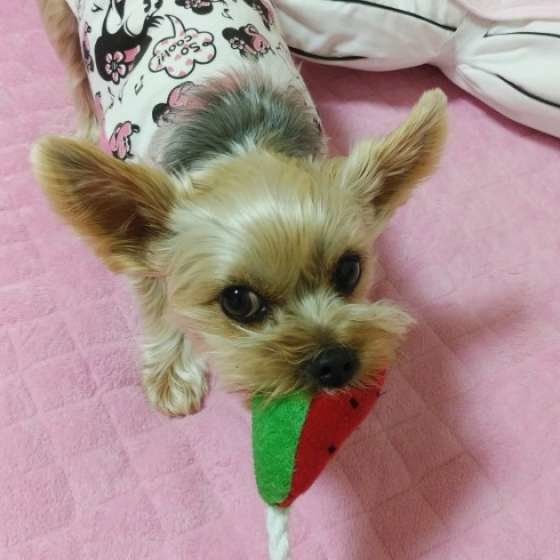 おもちゃをくわえるヨークシャー・テリア