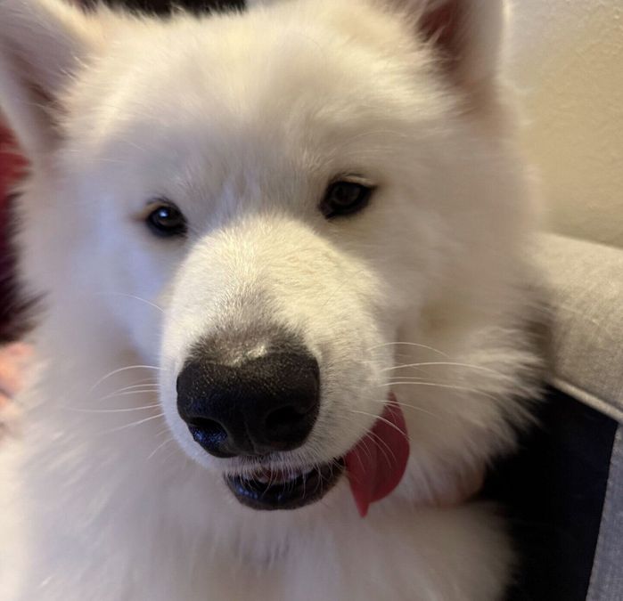 可愛らしい表情をするうるるくん