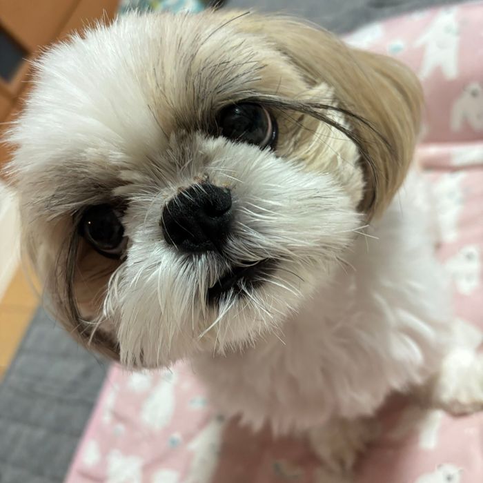 つぶらな瞳のしずくちゃん