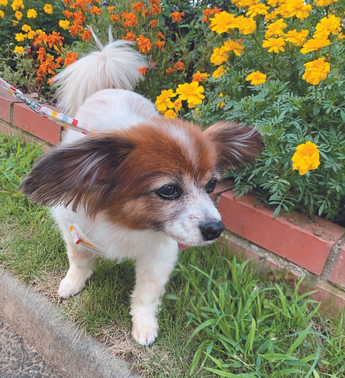 元気に散歩にも行っているココアちゃん