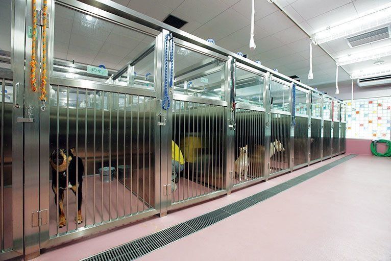 譲渡対象犬の飼育室。奥側のスペースは一般の方が入れる場所で、ガラス越しに見学が可能。