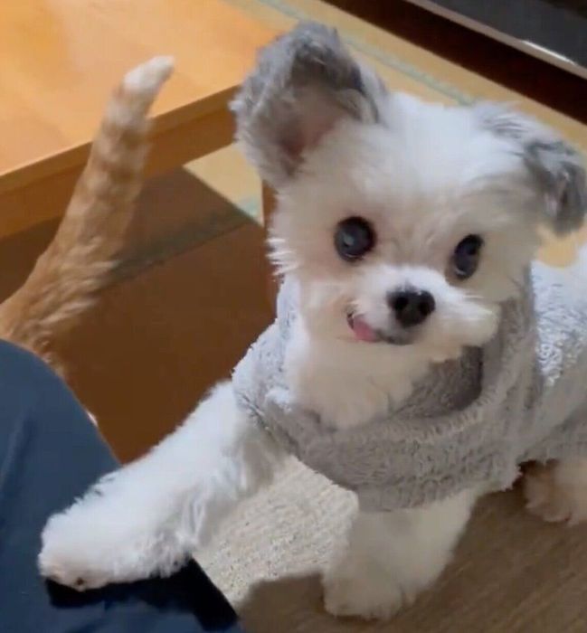 フライングで「オテ」をするカマンちゃん