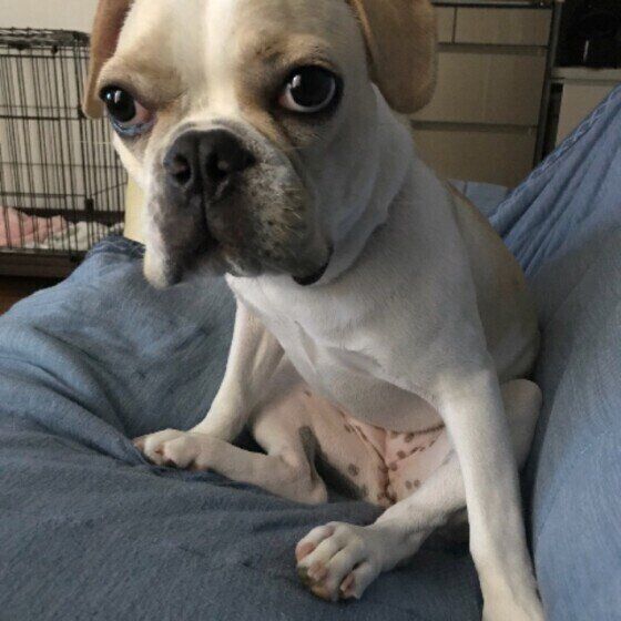 犬の座り方が変？「〇〇座り」 注意すべきポイントとは？ 犬の手足足手座り いぬのきもち