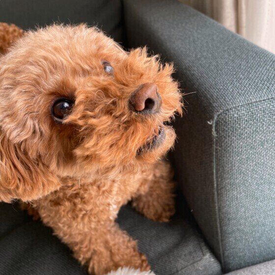 見上げるトイ・プードル