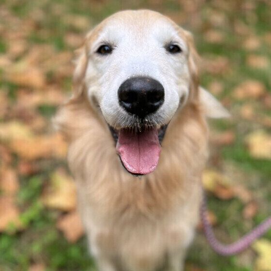 愛犬を守る行動を！ 街中で犬を繋ぎ待たせるリスクとは いぬのきもち