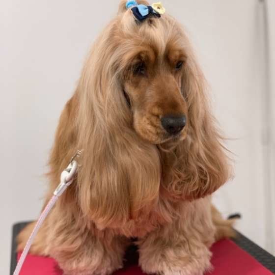 イングリッシュ・コッカー・スパニエル