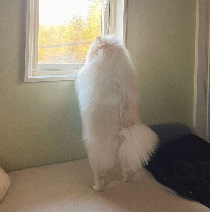 窓の外を眺めるちくわくん